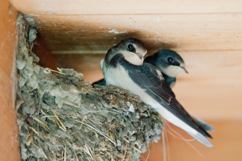 Schwalben sitzen in ihrem Nest in einem Stall (Symbolfoto).