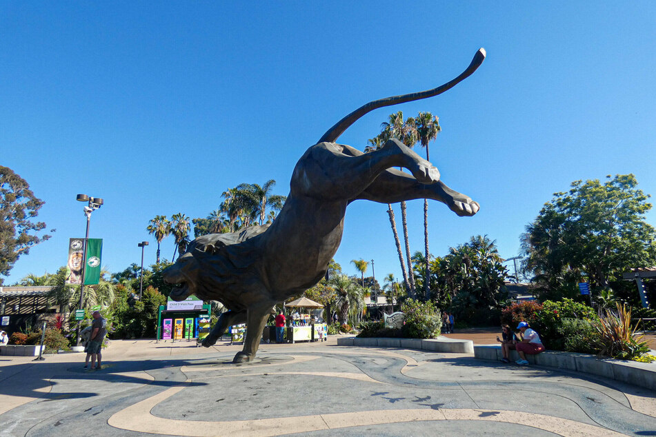 The San Diego Zoo holds a pre-eminent position as a protector of near extinct animal species.