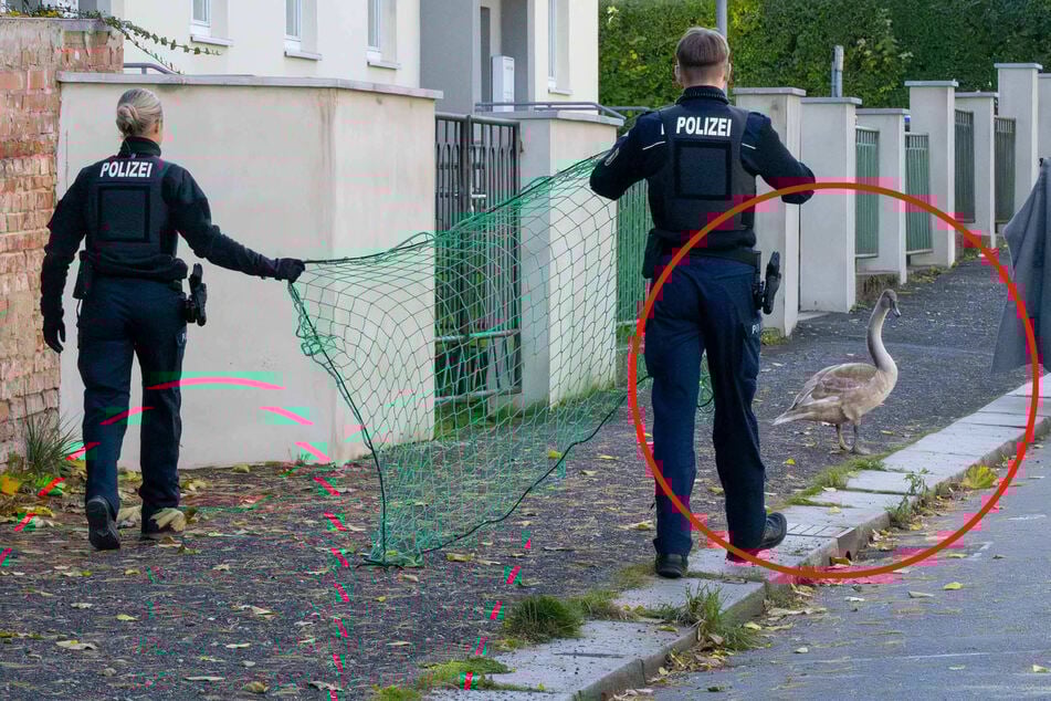 Mit Netz und Decke "bewaffnet": Feuerwehr und Polizei auf Schwanenfang