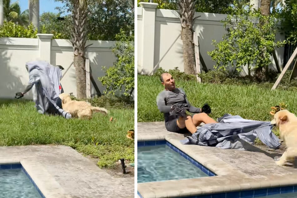Goldie "Bauer" schoss den Vogel ab: Der Rüde stürzte sich ohne zu zögern auf sein verkleidetes Herrchen und gab erst nach, als das Kostüm in Fetzen gerissen worden war.