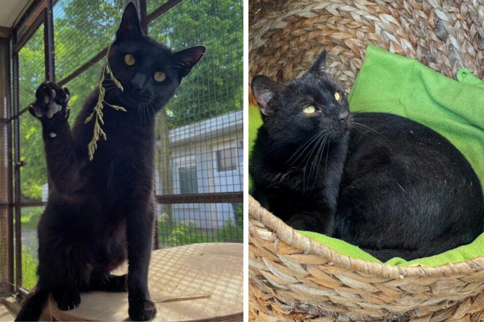 Die Katzenkinder schmusen gern mit ihren Bezugspersonen.