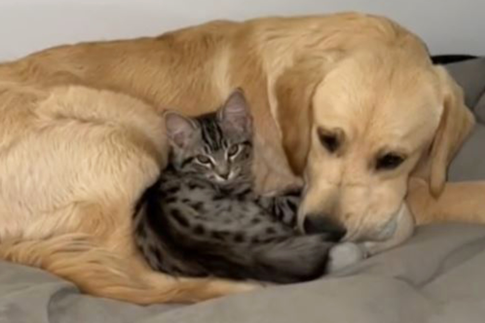Cat Coco and dog Freddie are the best of friends!