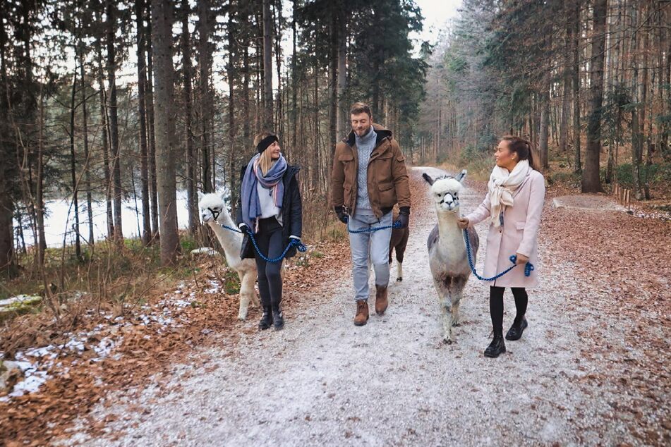 Niko (30) unternimmt mit Stephie (25, l.) und Karina (24) einen vergnüglichen Alpaka-Spaziergang.