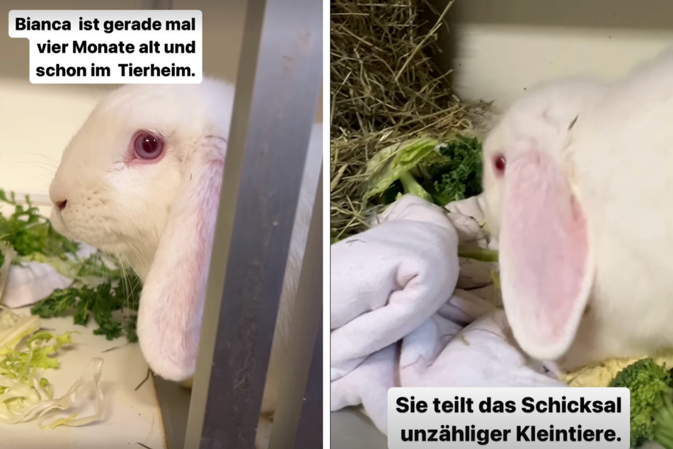 Das Tierheim Köln-Dellbrück hat in seiner Instagram-Story auf die Geschichte von Bianca aufmerksam gemacht.