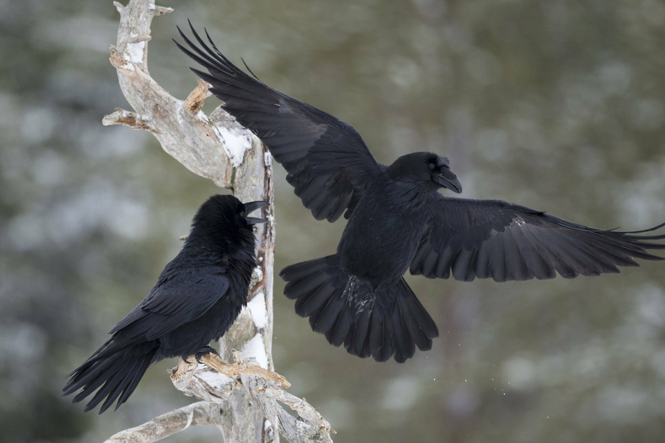 Ravens have been pestering customers in a Costco parking lot, stealing their groceries when they least expect it.