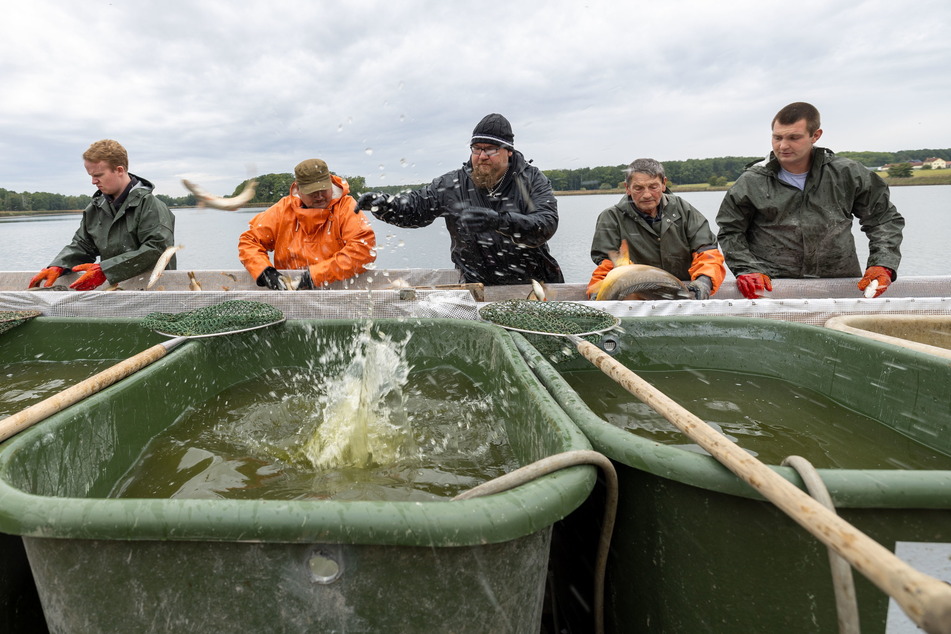 Fünf Fischer sortieren den Fang nach dem Abfischen nach Art und Größe aus.