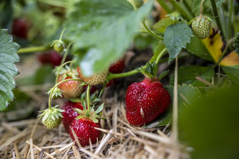 Endlich reifen die Erdbeeren auch in der Chemnitzer Region.