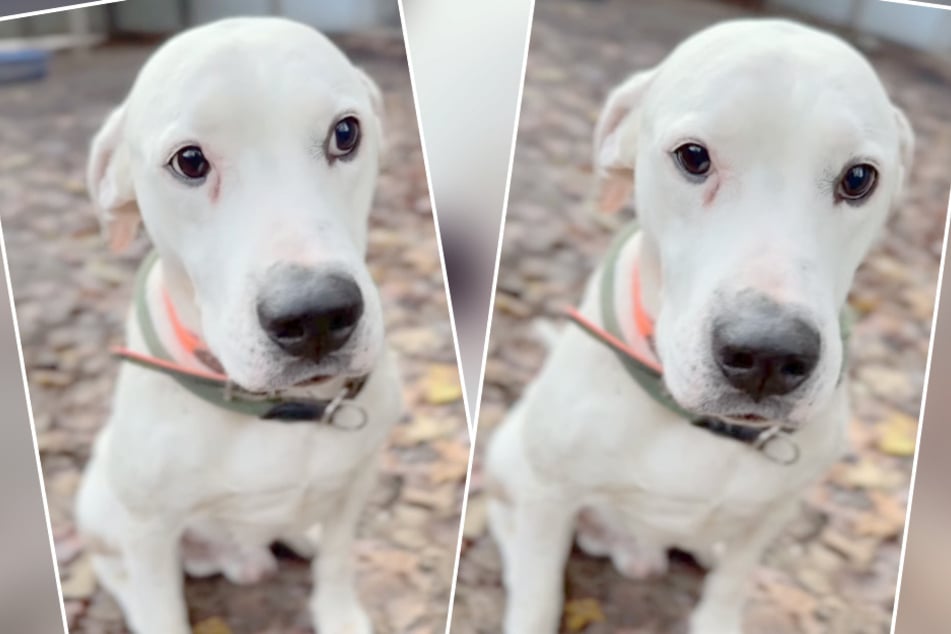 Estos oscuros ojos de botón anhelan amor, cariño y mucha diversión.