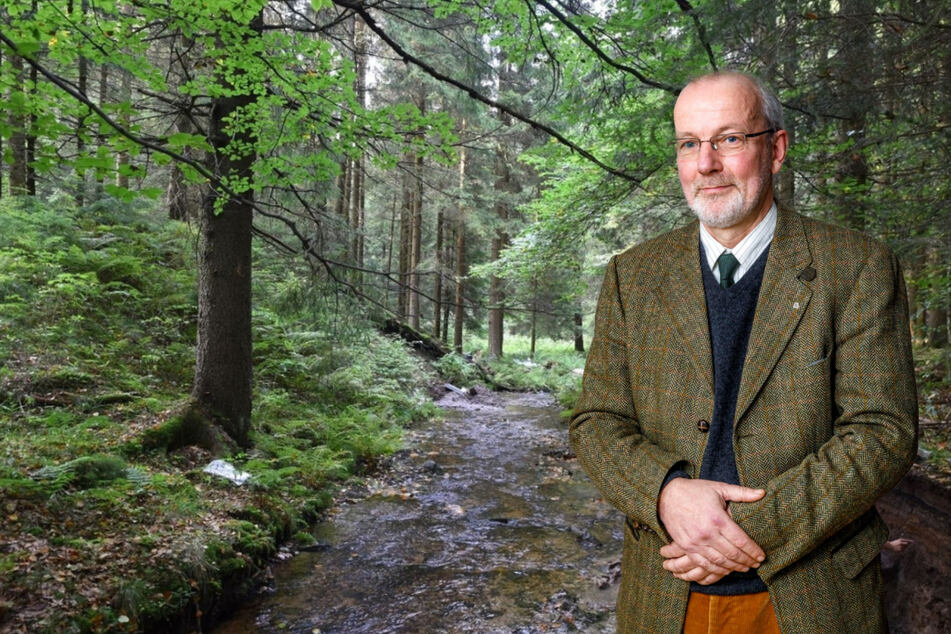 Proben beweisen: "Intensiver Waldumbau in Sachsen muss weitergehen"