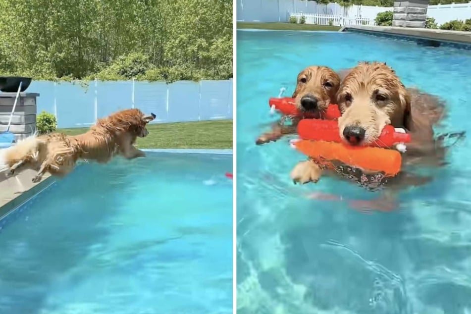 Dogs Tucker and Todd get their money's worth! The wait for the pool was worth it for both of them.