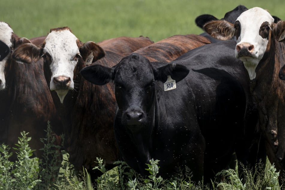 The US and Mexico are jointly working to stop the spread of screwworm, a parasite that has infected cattle on both sides of the border.