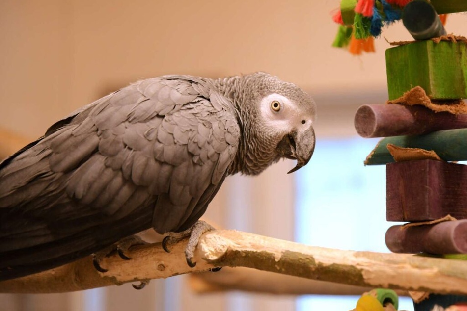 Graupapagei Rico aus dem Berliner Tierheim ist auf der Suche nach einem Zuhause, zusammen mit seiner Partnerin.