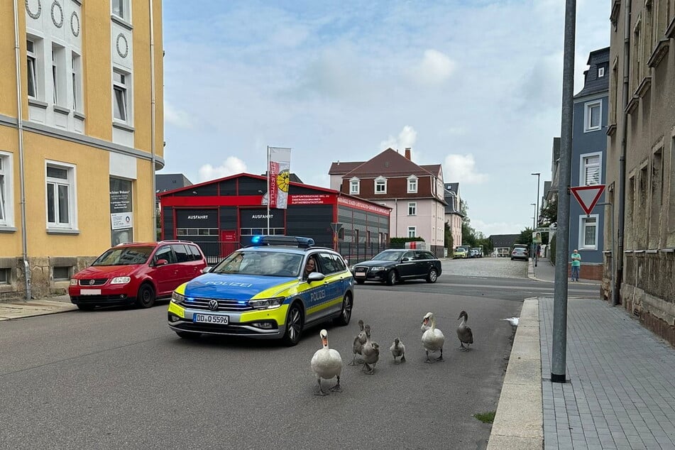 Mein lieber Schwan: Hier musste die Polizei die Tierfamilie aus der Körnerstraße geleiten.