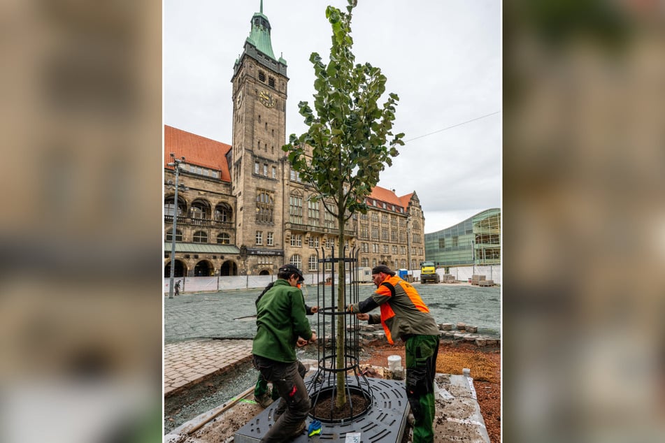 Direkt nach der Pflanzung hatte es viel Spott über die dürftige Größe der Silberlinde gegeben.
