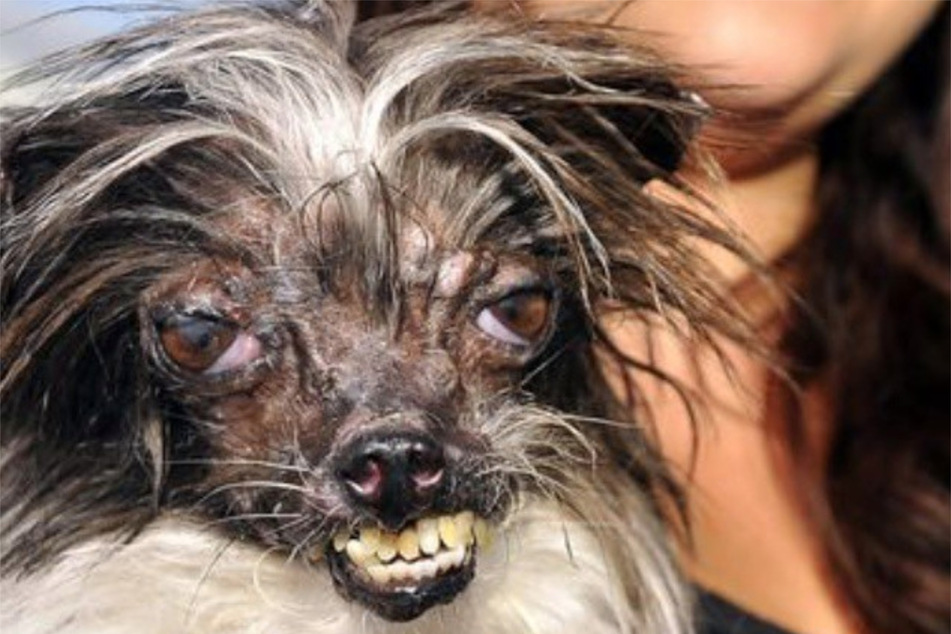 Peanut actually won an award for being the ugliest dog in the world!