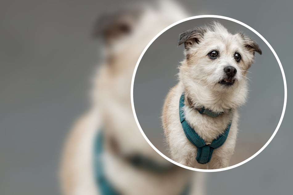 Schweren Herzens abgegeben: Findet Mischlingsrüde Skay noch ein letztes Zuhause?