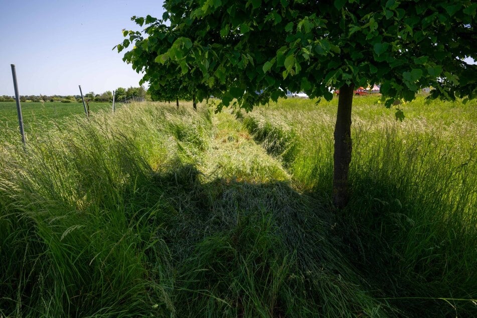 Der Seat hinterließ eine deutlich sichtbare Schneise im Gras neben der Fahrbahn und durchbrach kurz darauf noch einen Zaun.