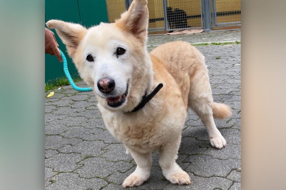Hund '"Bubo" verzaubert Instagram-User mit seinen kurzen Beinchen.