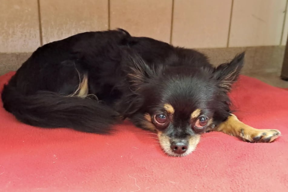 Die Chihuahua-Hündin hat ein Herzproblem, was sie aktuell jedoch nicht einschränkt.