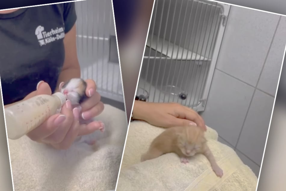 Die klitzekleinen Kitten werden derzeit per Flasche gefüttert.