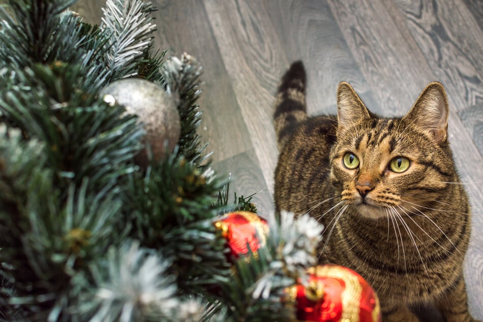 In den Augen einer Katze ist der Weihnachtsbaum ein spannendes Spielzeug.
