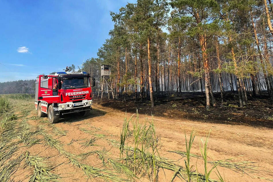 Im Waldbrandgebiet nahe Falkenberg sind noch immer rund 200 Einsatzkräfte mit der Suche nach Glutnestern im Boden beschäftigt.