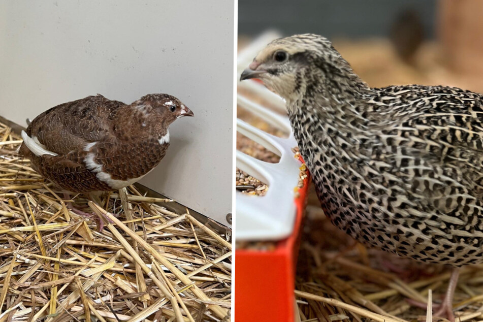 Sieben putzige und drollige Wachteln wohnen seit dieser Woche im Tierheim Dellbrück.