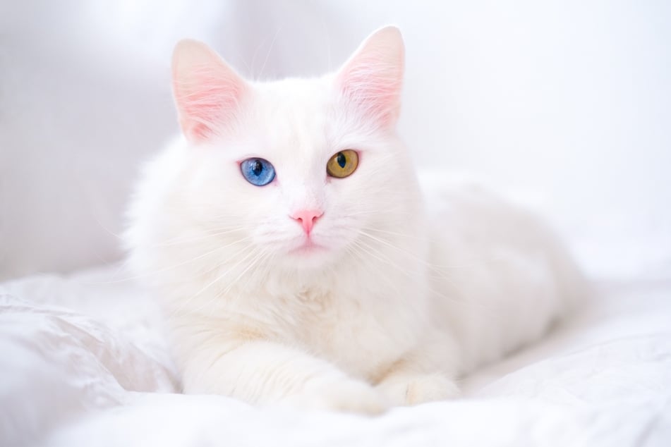 Heterochromie, die Ausbildung zwei verschiedener Augenfarben, ist bei weißen Katzen aufgrund einer Pigmentierungsstörung keine Seltenheit.