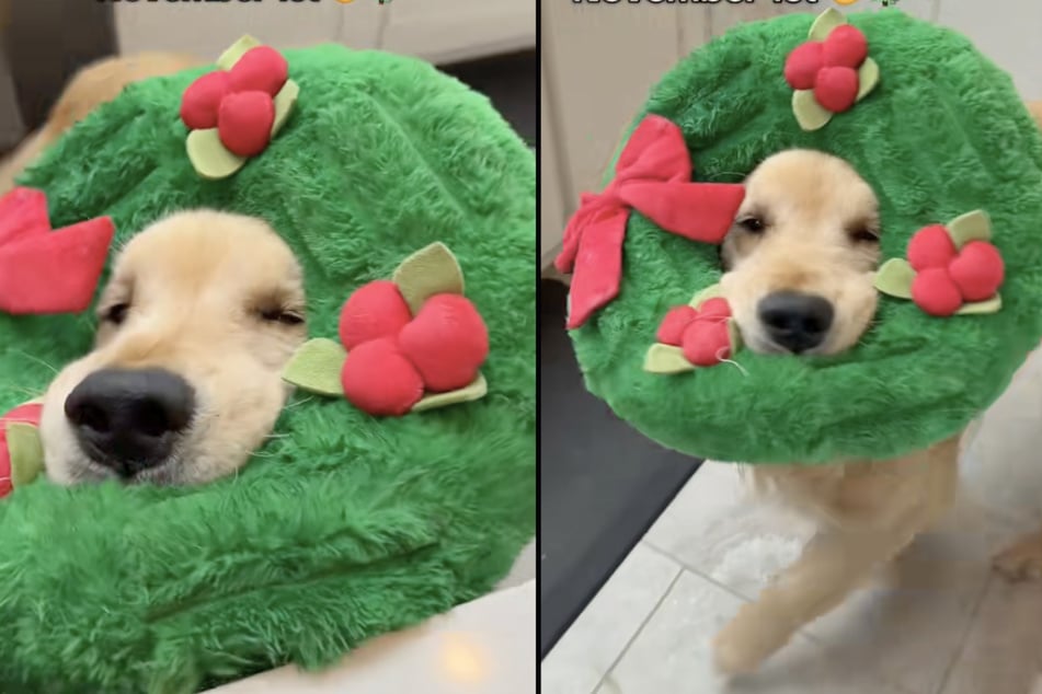 Golden Retriever kann Weihnachten kaum abwarten: Was er dann macht, lässt Herzen hüpfen