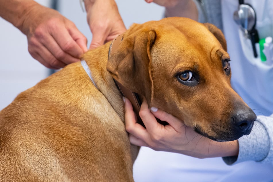 Schon EIN Kaugummi kann tödlich sein: Dieser Zuckerersatz ist lebensgefährlich für Hunde