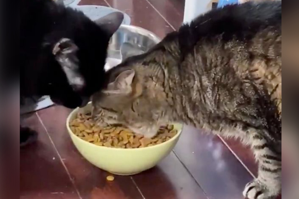 Besitzer zeigt gefrässige Katze im Netz und sorgt für Lacher und Kritik