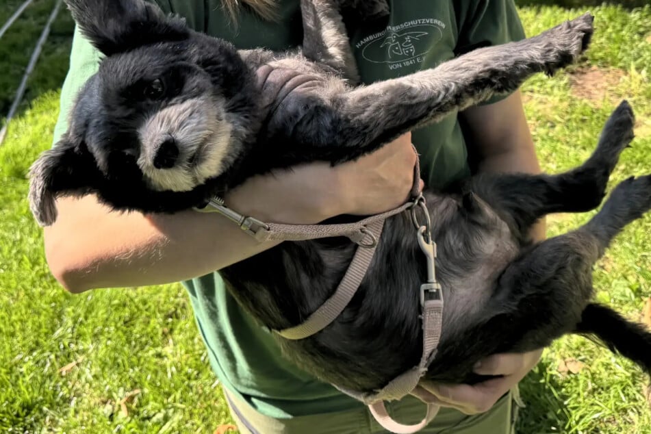 Pöbelnder Teddybär: Mischling mit zwei Gesichtern will nicht im Tierheim alt werden