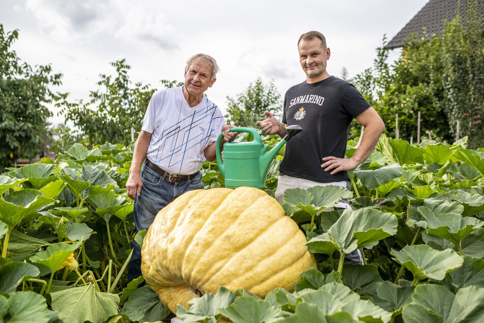 Den Riesenkürbis gießt Rainer Drechsler (75) gemeinsam mit Sohn Kay (44) mit bis zu 300 Liter Wasser täglich. Die Pflanze hat sich auf 30 Quadratmeter ausgebreitet.