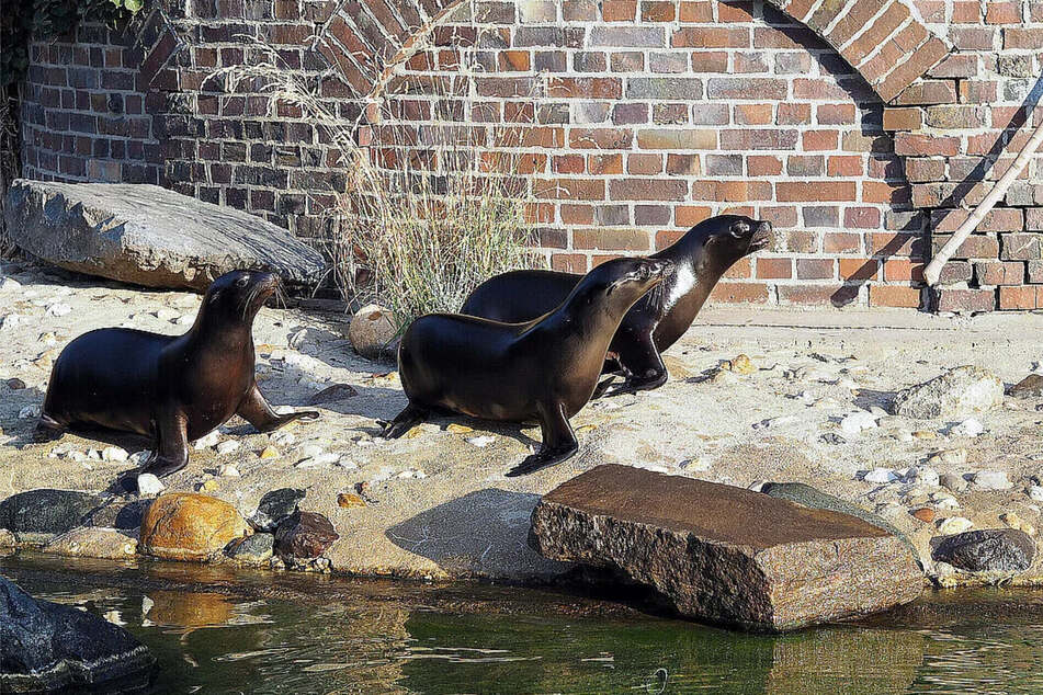 Die Seelöwen sollen im kommenden Jahr in eine neue Anlage ziehen. (Archivbild)