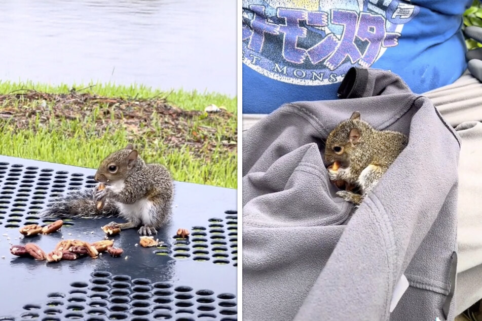 After some shelter and food, the squirrel was much better.