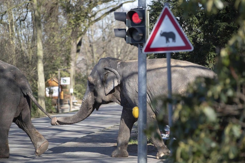 Alles muss seine Ordnung haben. Wenn die drei Elefanten die Straße überqueren, haben die Autofahrer sogar rot.