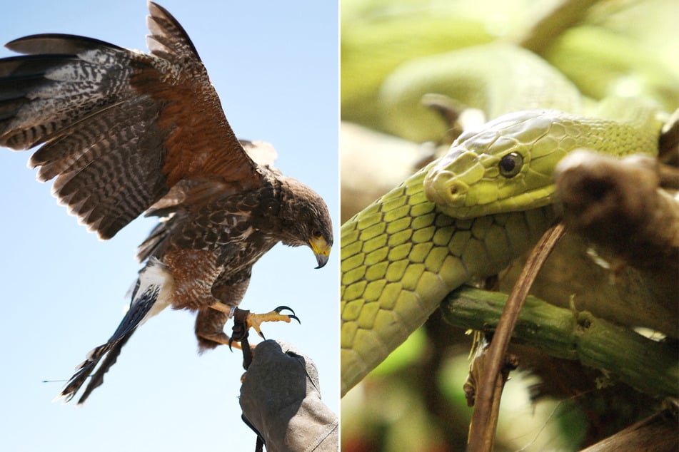 A Texas woman was the victim of a bizarre double animal attack when both a snake and hawk mauled her as she was cutting her grass.