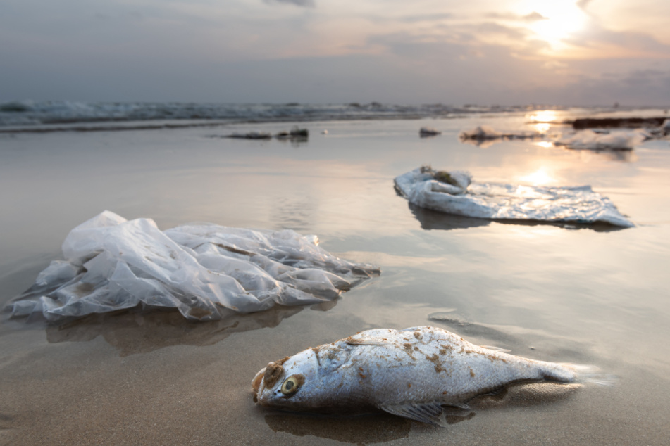 Plastic bags and a dead fish washed up on a beach. Over the past 50 years, 68% of the world's animal population has been lost.