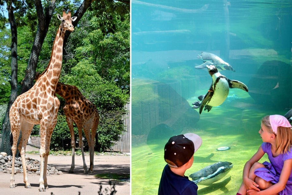 Die Giraffen mögen allzu hohe Temperaturen auch nicht gern und für die Pinguine wird das Wasser auf angenehme 17 Grad heruntergekühlt.