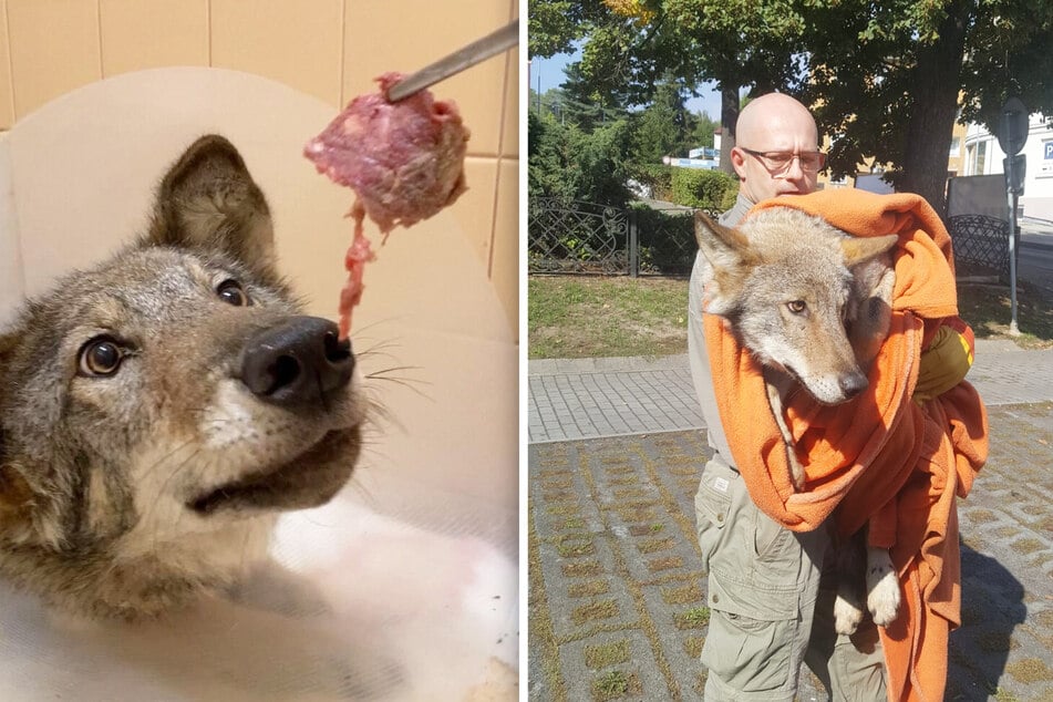 Nach der OP wurde Bubla mehrere Monate lang in der Tierrettungsstation aufgepäppelt. Tierfreunde haben Bubla fürsorglich in wärmende Rettungsdecke gehüllt.