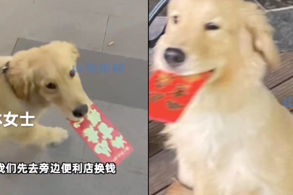 Ein Golden Retriever aus China wurde für seine Besitzerin zum absoluten Glücks-Hund.