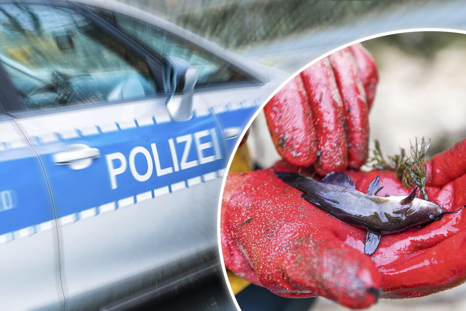 Makabrer Fund bei Kamenz: Hunderte tote Fische auf Feld entdeckt