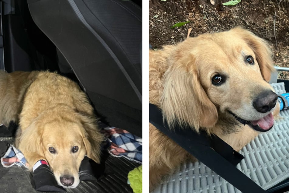 Golden Retriever "Cosby" freut sich nach seiner erschöpfenden Tour auf Erholung.