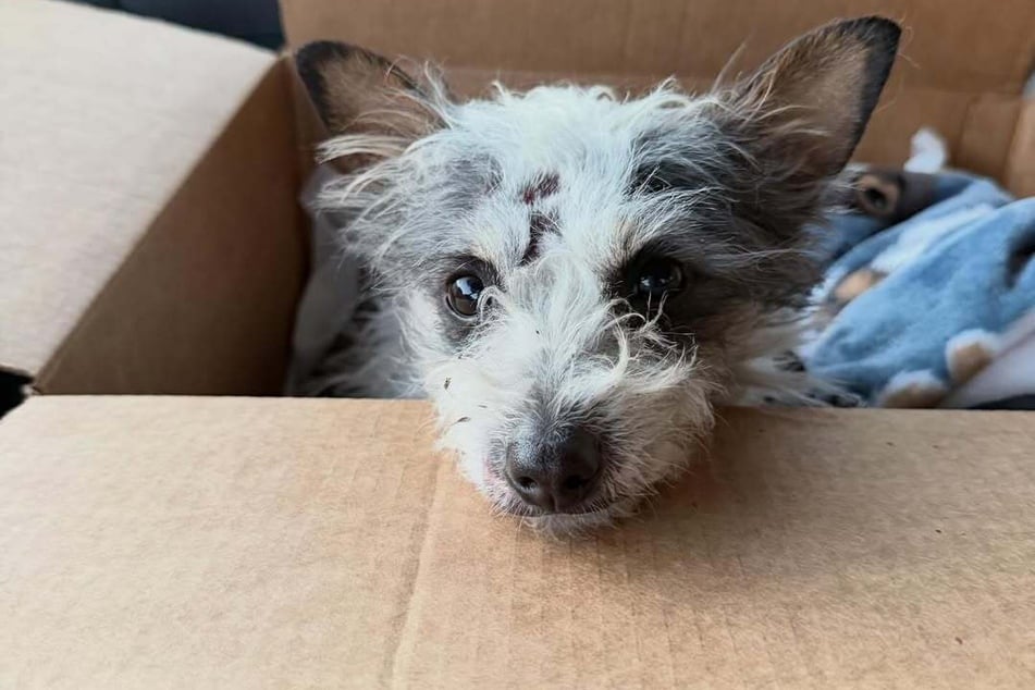 Der kleine Hund wurde bei dem Unfall schwer verletzt.