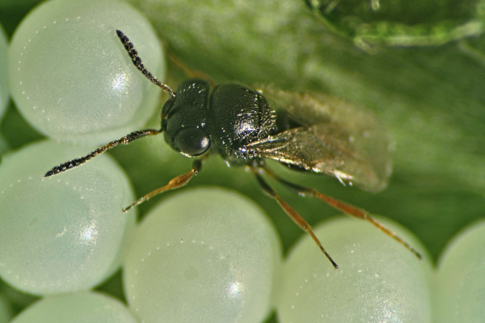Eine Samurai-Wespe aufgenommen auf einem Eigelege. Experten ist bei Heidelberg der deutschlandweit erste Nachweis des Insekts gelungen.