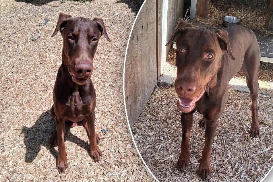Dobermann Pablo ist ein junger Hund, der auch geistig ausgelastet werden will.