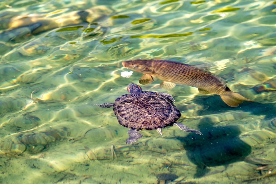 Wasserschildkröten können mit bestimmten Fischarten wie z. B. Karpfen vergesellschaftet werden.