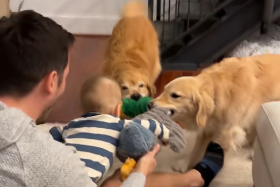 Den ersten "Streit" um ein Kuscheltier gab es mit den Golden Retrievern inzwischen auch.