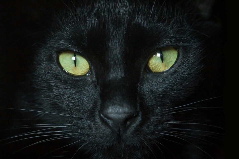 Der Ehrentag der schwarzen Katze soll mit Vorurteilen aufräumen.