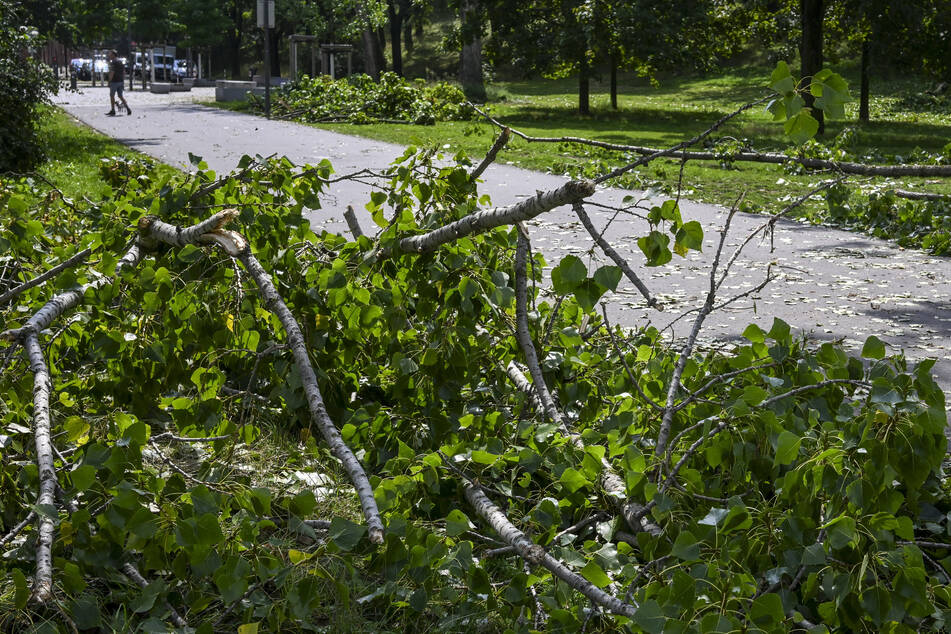 Nach Angaben der Stadtverwaltung sind mehr als 1000 Bäume im Stadtgebiet entwurzelt oder durch abgebrochene Äste beschädigt worden. (Archivbild)